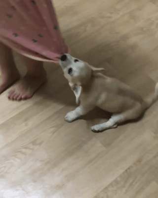 점점 흉포해지고 있는 짱절미.gif | 인스티즈