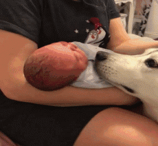 아이를 바라보는 댕댕이.GIF | 인스티즈