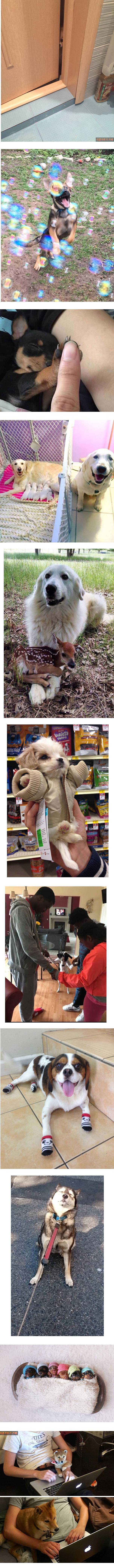 개님들 JPG | 인스티즈