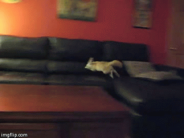 깨방정 떠는 사막여우 | 인스티즈