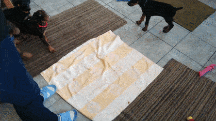 회전개밥? | 인스티즈