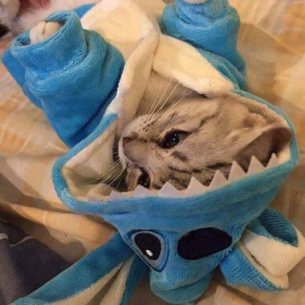 고양이 인생 잠옷 | 인스티즈