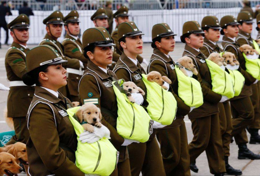 칠레군 퍼레이드에 등장한 예비 경찰견들 | 인스티즈