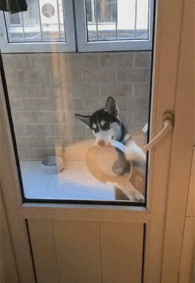 주인님 밥 주세요 밥 | 인스티즈