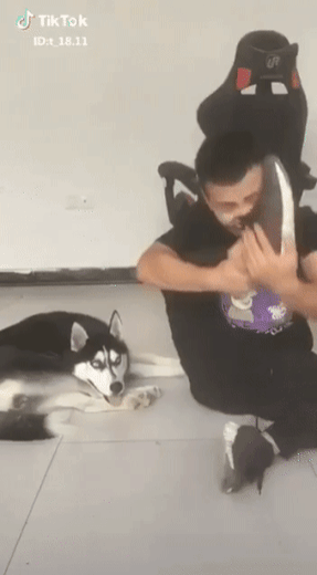 주인 멸시하는 댕댕이 | 인스티즈