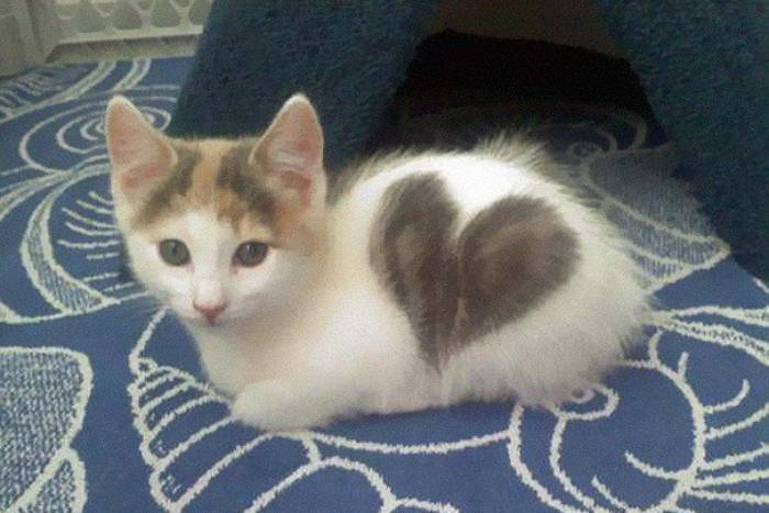 내안에 하트있당 | 인스티즈