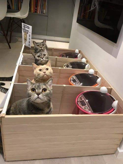 고양이들이 서로 밥을 빼앗아 먹는 것을 본 집사의 해결책 | 인스티즈