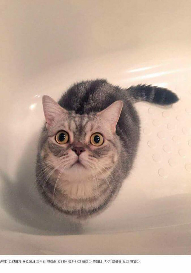 고양이가 뭐하고 있는지 알아보았다.jpg | 인스티즈