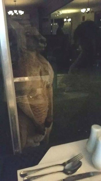 호주 식당에서 밥먹으면 보는 장면 | 인스티즈