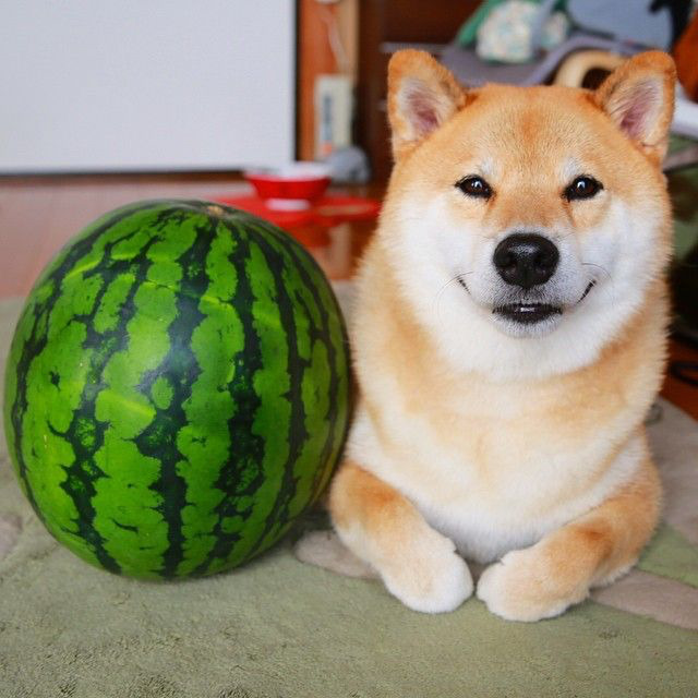 귀여운 시바이누 | 인스티즈