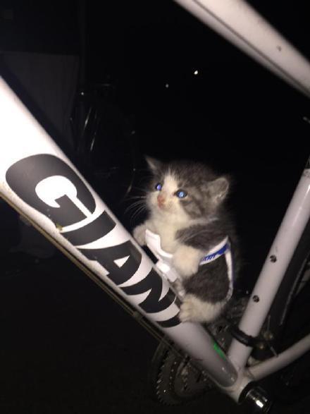 자전거 고양이 전용 좌석.JPG | 인스티즈