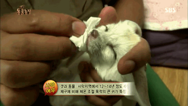 지나치게 귀여운 사막여우 움짤 8ㅅ8 | 인스티즈