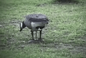 오리의 출산과정 | 인스티즈