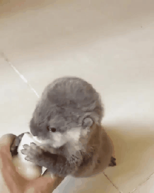 우유 조지는 수달이 gif | 인스티즈