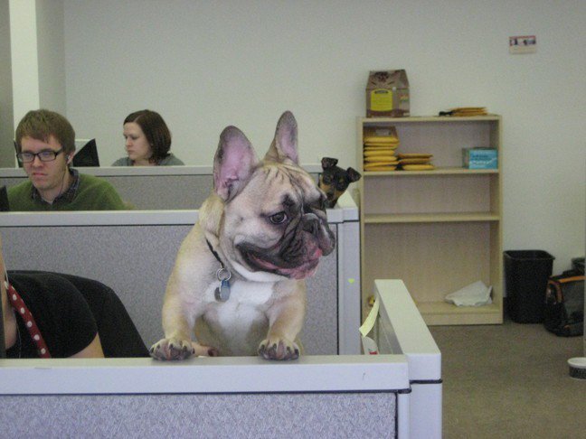 직장에 개 데리고 가는 날.jpg | 인스티즈