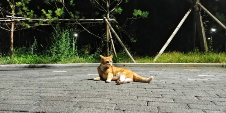 실시간 길냥이.live | 인스티즈