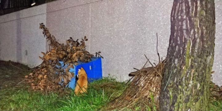 실시간 길냥이.live | 인스티즈