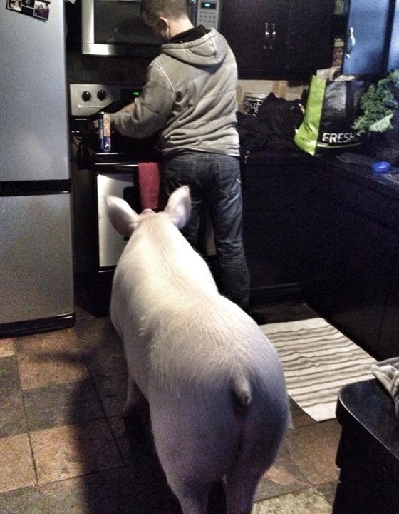 귀요미 애완돼지 | 인스티즈