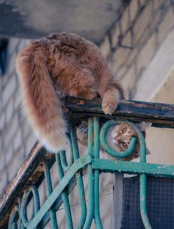 그러고 있으면 머리에 피 안쏠리냥 | 인스티즈