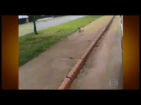 주인이 실려가는 구급차 쫓아가는 강아지.gif | 인스티즈