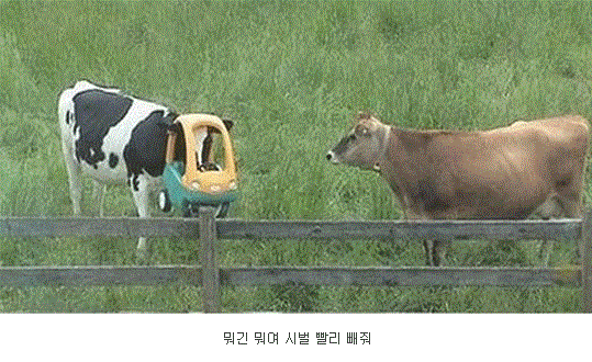 소가 타는 자동차는? ㅋㅋㅋㅋㅋㅋㅋㅋㅋ | 인스티즈