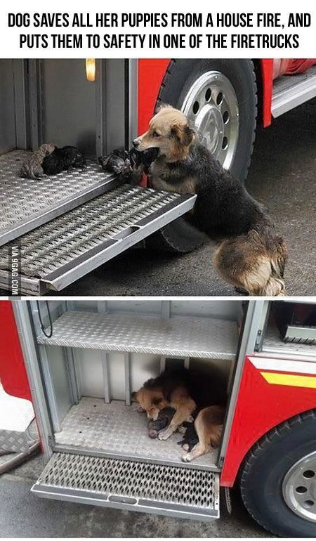 불난 집에서 아가들을 급하게 소방차로 옮기는 엄마 | 인스티즈