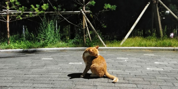 실시간 길냥이.live | 인스티즈