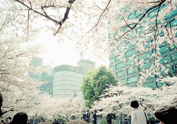 많은 사람들이 좋아하는 일본 특유의 청량감있고 아련한 분위기 | 인스티즈