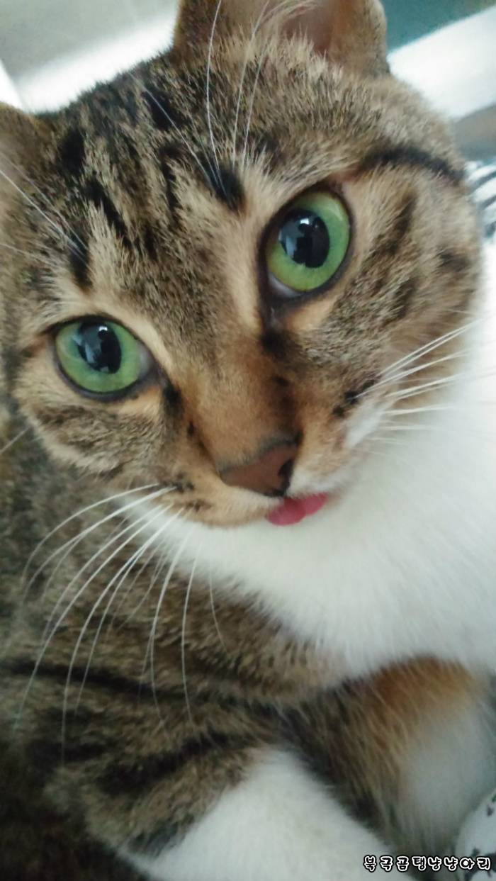 고양이를 싫어하던 떄가 있었다.(사진많음주의) | 인스티즈