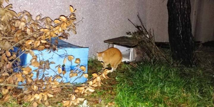 실시간 길냥이.live | 인스티즈