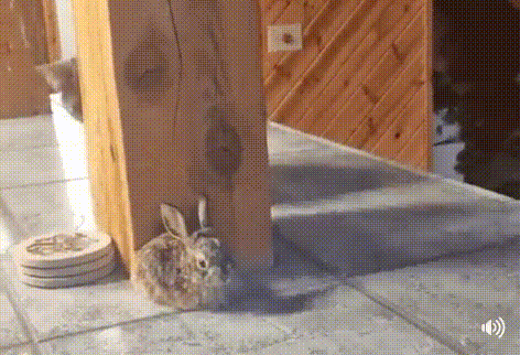 토끼를 처음 본 고양이.gif | 인스티즈