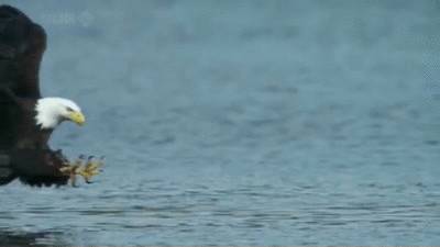 독수리의 사냥.gif | 인스티즈