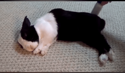 자 이제 토끼를 깨워보겠습니다.gif | 인스티즈