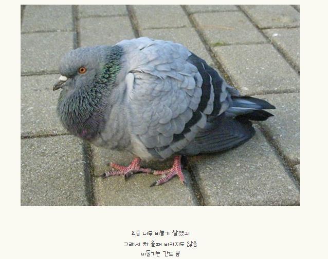 불호 100％에 도전하는 조류.jpg | 인스티즈