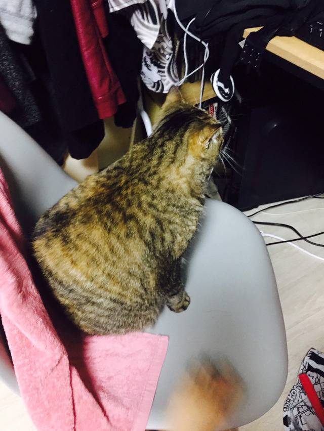 유교 고양이.jpg | 인스티즈