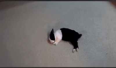 자 이제 토끼를 깨워보겠습니다.gif | 인스티즈