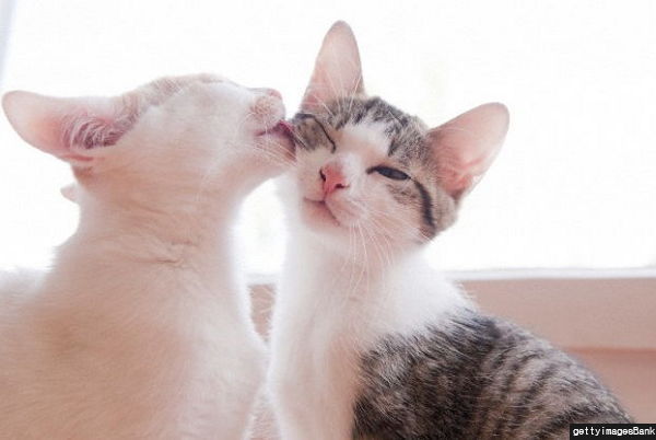 반려묘가 당신을 사랑하고 있다는 9가지 신호 | 인스티즈