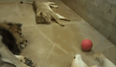 공놀이 하는 고양이들.gif | 인스티즈