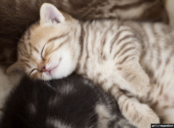 반려묘가 당신을 사랑하고 있다는 9가지 신호 | 인스티즈