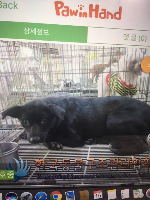 안락사 1일전 아기들 임보나 분양가능하신분 | 인스티즈