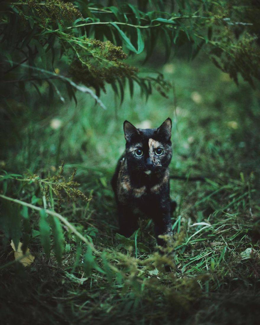 고양이의 사계절...jpg | 인스티즈