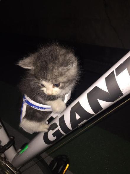 자전거 고양이 전용 좌석.JPG | 인스티즈