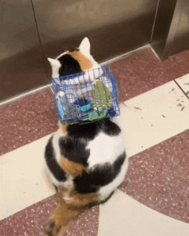 산책 시켜주러 나왔다냥 | 인스티즈