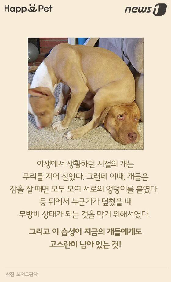 멍멍이가 펑퍼짐한 엉덩이를 들이민다고요? | 인스티즈