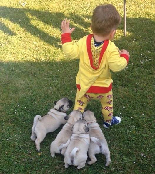 주인의 걸음마를 돕는 강아지들.gif | 인스티즈