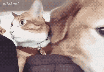 고양이가 개를 싫어하는 이유.gif (유머) | 인스티즈