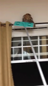 집에 부엉이가 들어와서...gif | 인스티즈