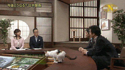 일본 방송의 고양이 | 인스티즈