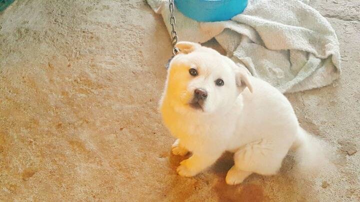 시골 개들 특징.jpg | 인스티즈