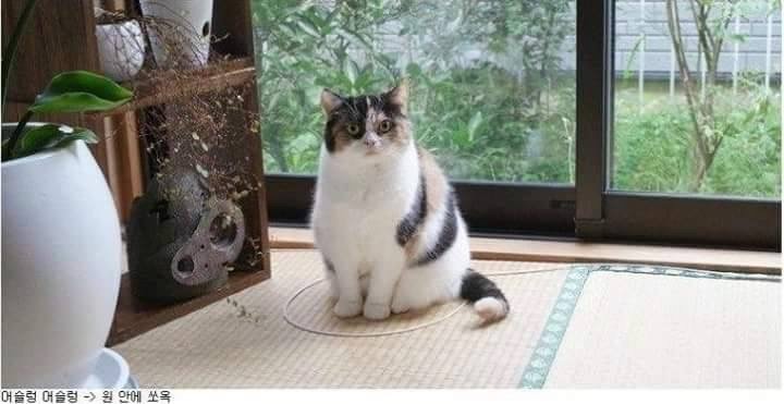 신기한 냥이 종특.jpg | 인스티즈